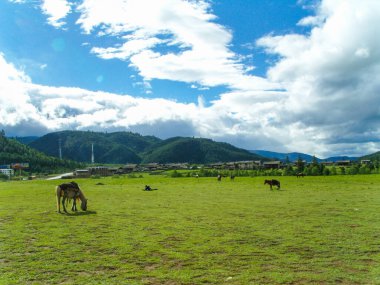 Yüksek irtifada otlayan atlar Yunnan otlakları Yaz Mavisi Gökyüzü Fotoğrafları