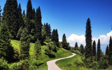 Sunlit Serene Orman Yolu Ağaçlar Arasında Dolaşan Fotoğraf