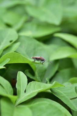 Yüksek Çözünürlüklü Yeşil Kalkan Böceği Doğal Habitat Makro Fotoğrafçılık