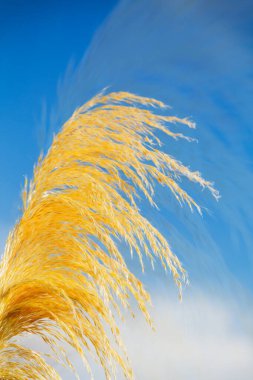 Yaratıcı Projeler İçin Dinamik Sonbahar Reed Saha Alanı Posteri Arkaplanı