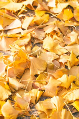 Düşen Altın Ginkgo Yaprakları Sonbahar Ormanında Kaplandı
