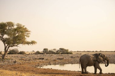 Görkemli Vahşi Fil Sürüsü Gezgin Namibya Afrika Vahşi Yaşam Fotoğrafçılığı