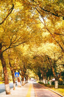 Changsha Şehir Manzarasında Yeşil Yol Yaya Yolu