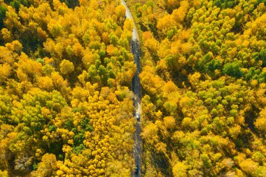 Birch Ormanı 'ndaki Yol Havadan Görünümü Canlı Sonbahar Renkleri
