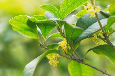 Parfümlü Osmanthus Çiçekleri Altın Renklerle donatılmış Sonbahar manzarası
