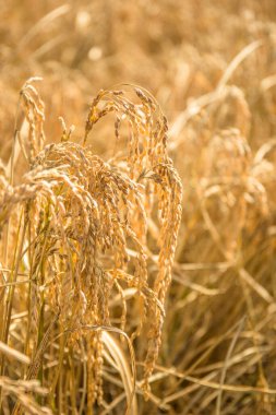 Olgun Pirinç Kulaklıklarının Dikey Kapanışı Grain Detaylarını ve Dokusunu Gösteriyor