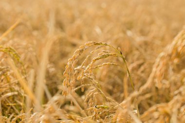 Ekim 'de Altın Pirinç Kulaklıklarının Kapanışı Paddy Fields