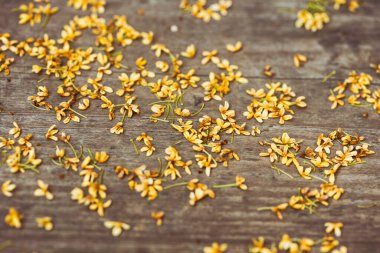 Yere düşen Osmanthus Çiçek Yaprakları Sonbahar Gökyüzü Altında