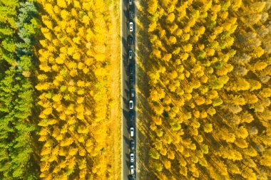 Sonbaharda Altın Çam Ormanı 'ndan geçen Trafiğin Kestiği Düz Otoyolun Hava Görüntüsü