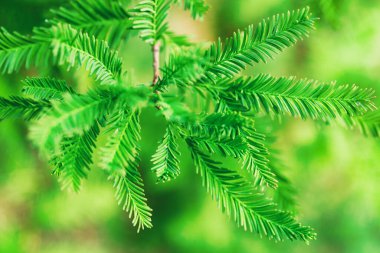 Metasequoia Şubelerinin Yakın Çekimi Yumuşak Arkaplana Karşı İğne Gibi Yapraklar