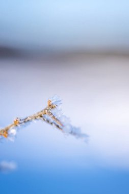 Frosts Alçalma ve Kış Gündönümü Mevsimlik Bitki Posteri Arkaplan Resmi
