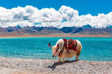 Tibetli Yak Tibet 'teki Kristal Mavi Namtso Gölü' nün yanında otluyor