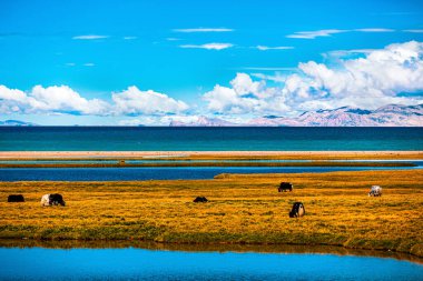 Tibet 'teki Kristal Namtso Gölü' nün yanında geniş çaplı Doğal Çayırlık