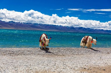 Tibet Platosu 'nda Namtso Gölü' nün yanında otlayan iki öküz