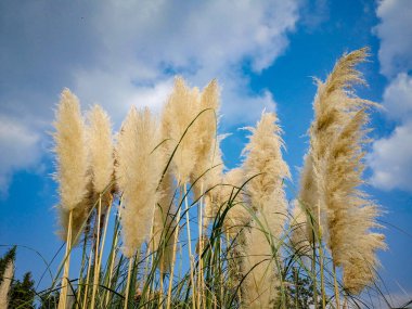 Altın Işıklı Sonbahar Reed Saha Fotoğrafçılığı