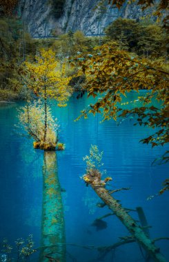 Grand Taze ve Güzel Jiuzhaigou Vadisi Sahne Fotoğrafçılığı