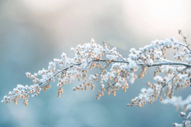 Ormandaki Karla kaplı Ağaç Dalları Buz ve Yumuşak Işıkla