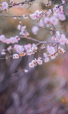 İlkbaharda Pembe Kiraz Çiçekleri Muhteşem Çiçek Fotoğrafçılığı