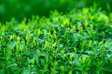 Yeni Çay Tomurcukları ve Genç Yapraklar Yakından Ayrıntılar