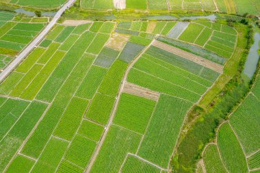 Rice Paddy Fields 'da Hava Bahar Çiftçiliği