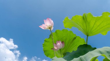 Mavi Gök Altında Güzel Lotus Çiçeği