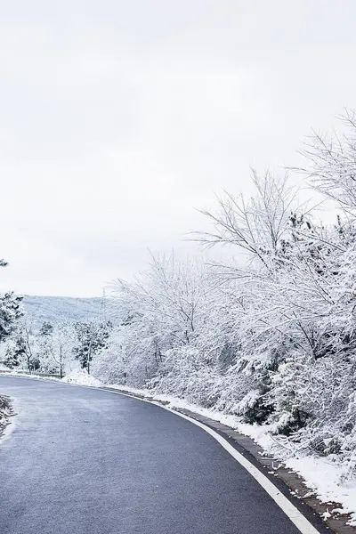 Karla kaplı Ağaçlarla kaplı Kış Yolu