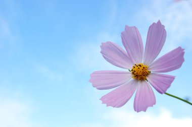 Mavi Gök Çiçeği Fotoğrafının Altında Mor Daisy Yakın Çekimi