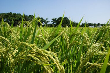 Rice Paddy Çiftlik Tanesi Yakın Çekim Fotoğrafçılık