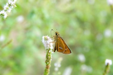 Kelebek Böceği Makro Fotoğraf Doğal Görüntü Ayarları