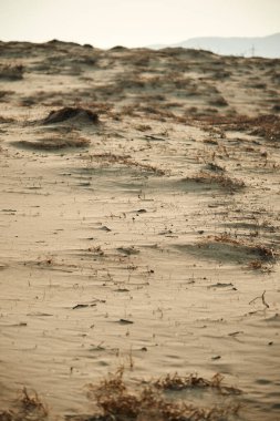 Gobi Çölünde Bitki Hayatı Manzarası Fotoğrafçılığı