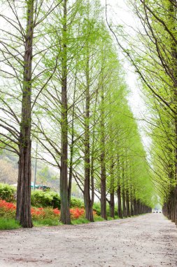 Metasequoia Ağaç Sokağı Peyzaj Fotoğrafçılığı