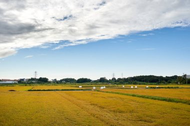 Rice Paddy Tarım Alanı Tarım Alanı