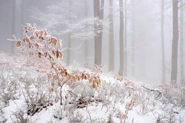 Kış Ormanı Karlı Ağaçlar Fotoğrafçılık Donmuş Orman Manzarası