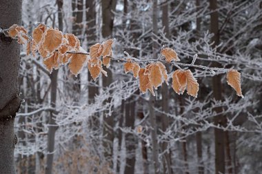 Buzlu Sarı Yapraklar Dalda Kış Doğası Fotoğrafları