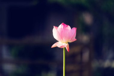 Tek Lotus Şubesi Çin Biçimli Geleneksel Sanatsal Malzeme