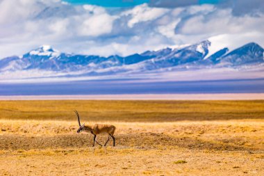 Tibet Antilobu Hoh Xil Doğa Koruma Alanı Vahşi Hayatı Koruma Fotoğrafı