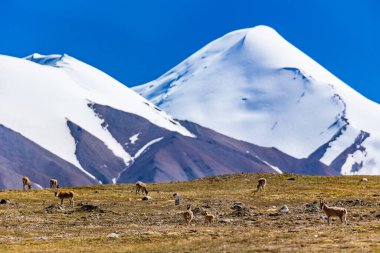 Tibetli Antilop Kardan Önce Dağ Hoh Xil Manzarası Vahşi Yaşam Fotoğrafçılığı