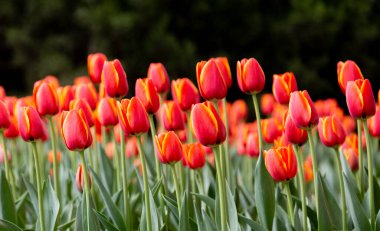 Lale Tomurcukları Çiçek açan Bahar Bahçesinden Önce Çiçek Bekleme Fotoğrafçılığı