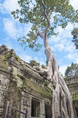 Ta Prohm Tapınağı Angkor Wat Ağacı Kökleri Tarihi Erozyonu Kucaklıyor