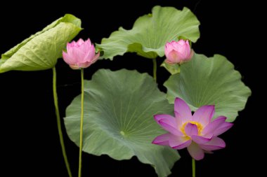 Yaratıcı Lotus Göleti Kapanış Fotoğrafı Lily Suyu ve Yansıma Sanatı