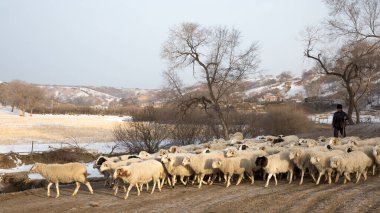 Bashang otlaklarında koyun otlatma Pastoral Çoban Sahnesi Fotoğrafçılık Moğolistan