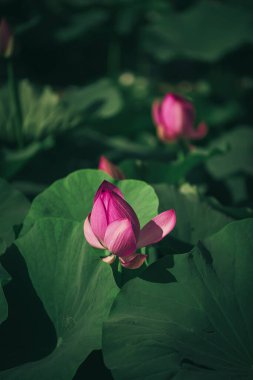 Yaz Gündönümü Lotus Çiçeği Çiçek Su Bitkisi Fotoğrafçılığı