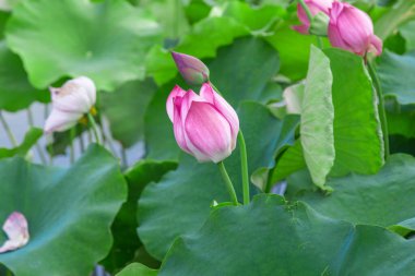 Büyük Yaz Lotus Çiçeği Çiçek Suyu Bitki Fotoğrafçılığı