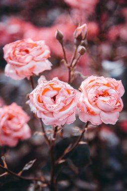 Büyük Pembe Gül Çiçeği Çiçek Fotoğrafı Yakından