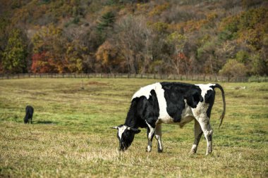 Siyah ve Beyaz İnek Çiftlikte Yeşil Otlakta otluyor