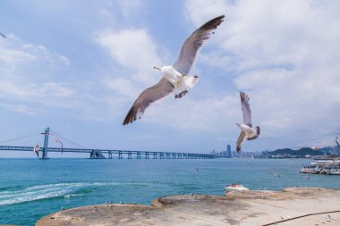 Dalian Xinghai Körfezi Martıları Kıyı Sahili Fotoğrafçılığı
