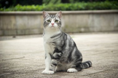 Şirin Sakin Kedi Portresi Fotoğraf: Hayvan Yakından