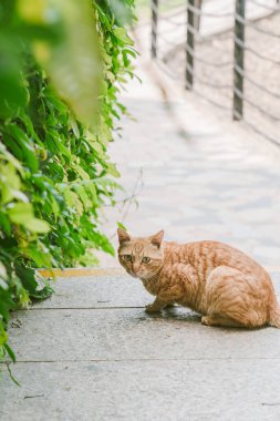 Evcil Kedi Zencefilli Kedi Kedi Hayvan Fotoğrafları