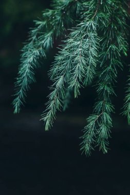 Metasequoia Şubesindeki Yağmur Damlalarını Kapat