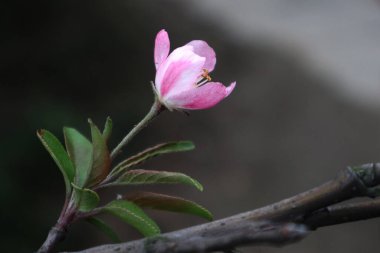 Bahar Çiçeği Çiçekleri Tam Çiçek Botanik Fotoğrafı
